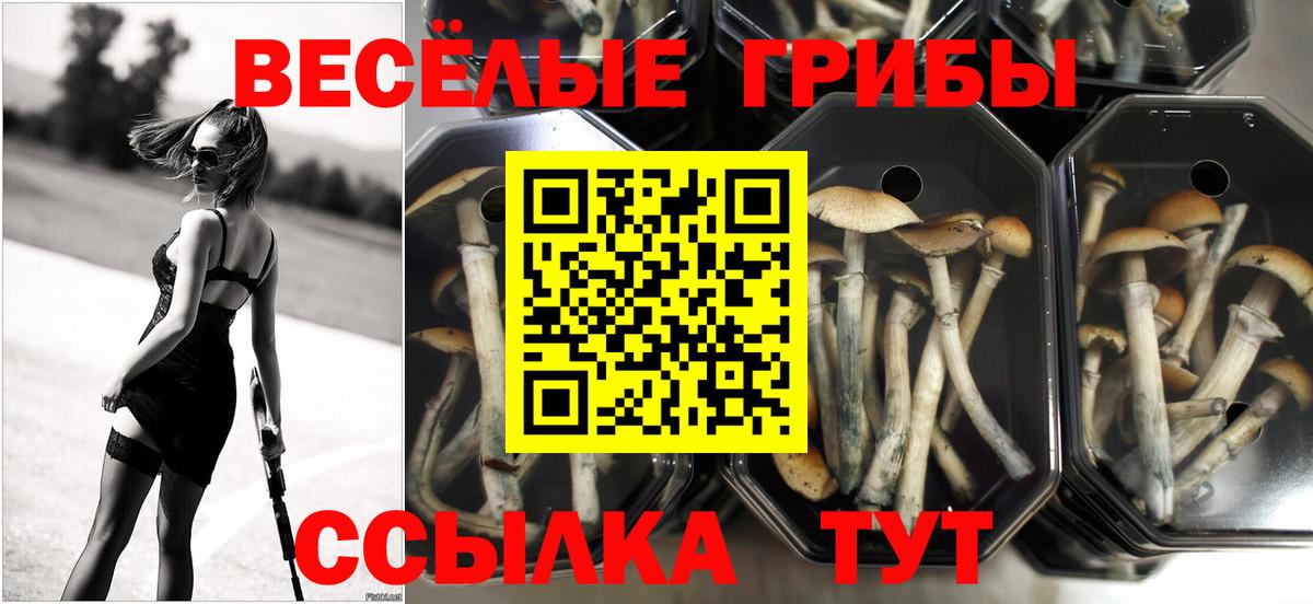 Зерноград  Псилоцибиновые грибы Psilocybine cubensis  Вход с VPN 